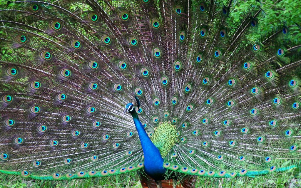 Indian Peafowl Feather Fhd Wallpaper