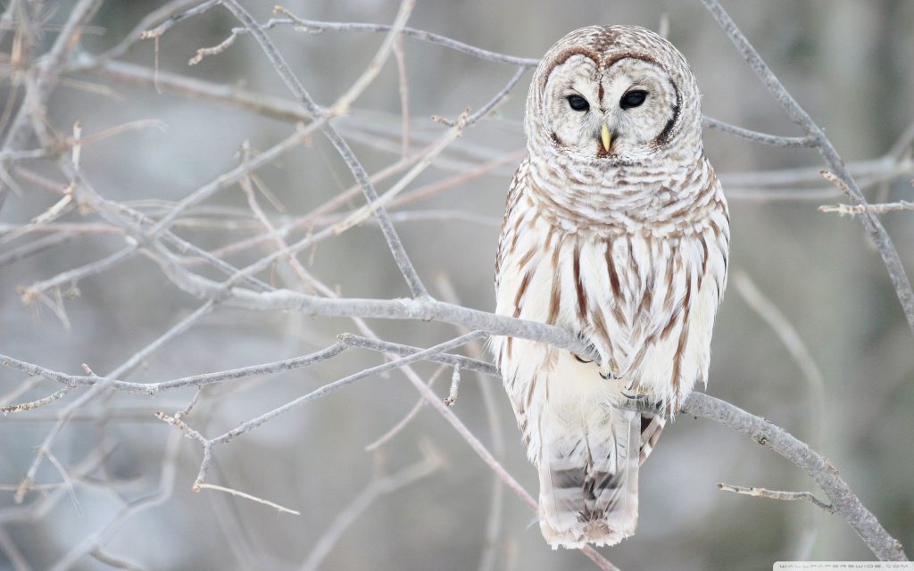 Keen White Owl Fhd Wallpaper