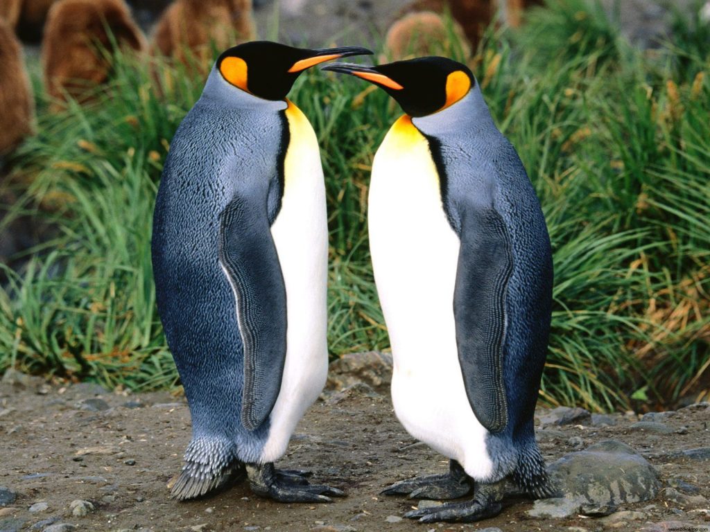 King Penguins Pair Fhd Wallpaper