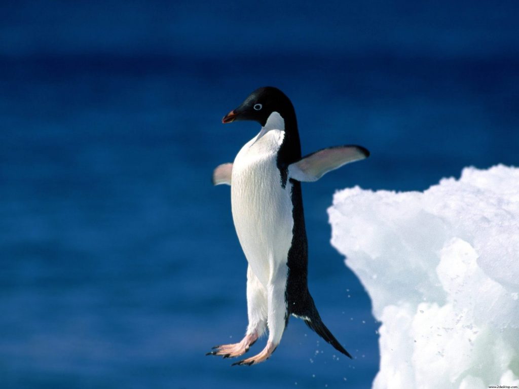 Leap Of Faith Penguin Jump Hd Wallpaper