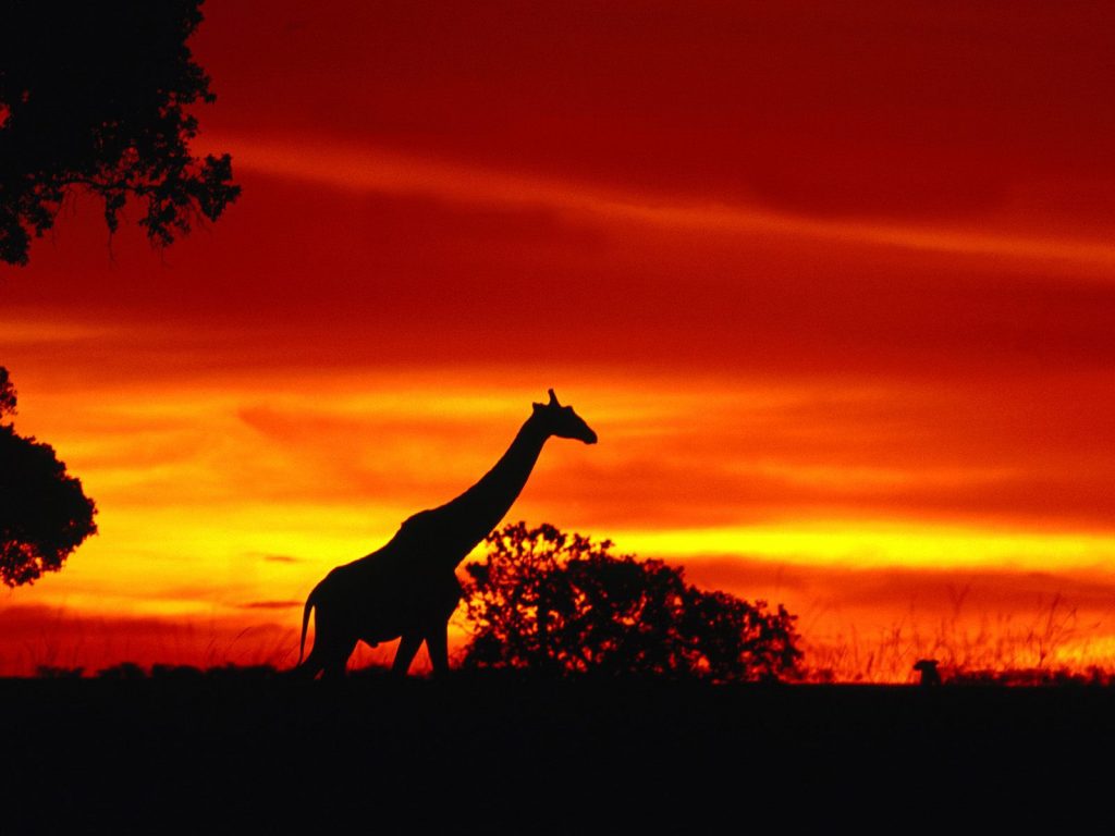 Lonely Giraffe Journey At Sunset Time Hd Wallpaper