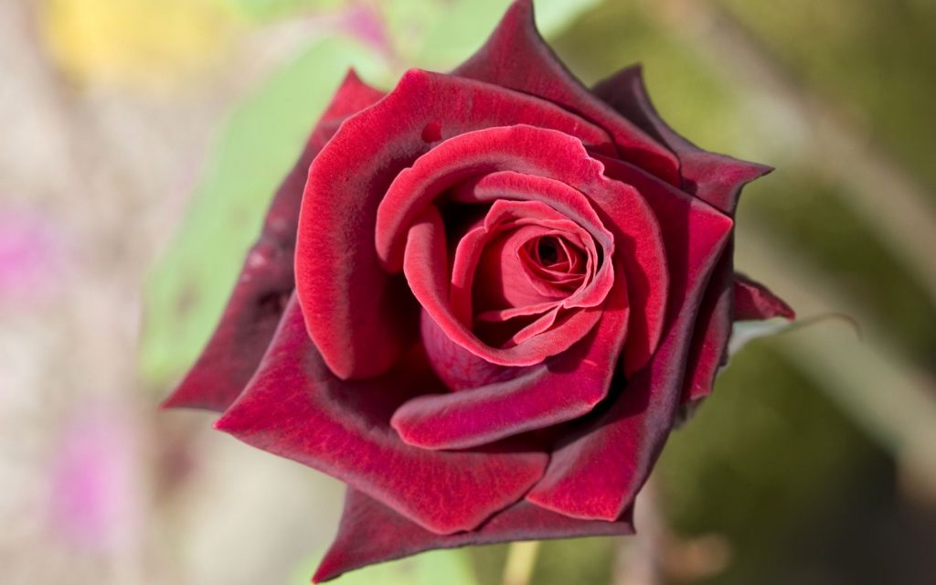 Love Red Rose Hd Wallpaper