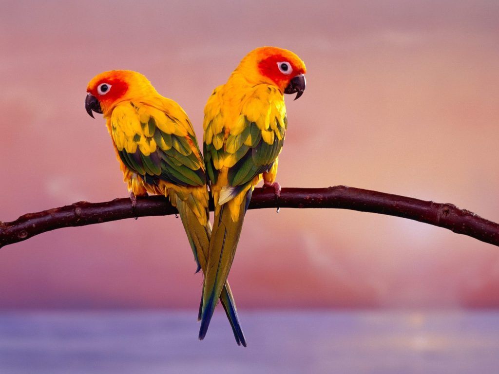 Lovely Parrot Pair Hd Wallpaper
