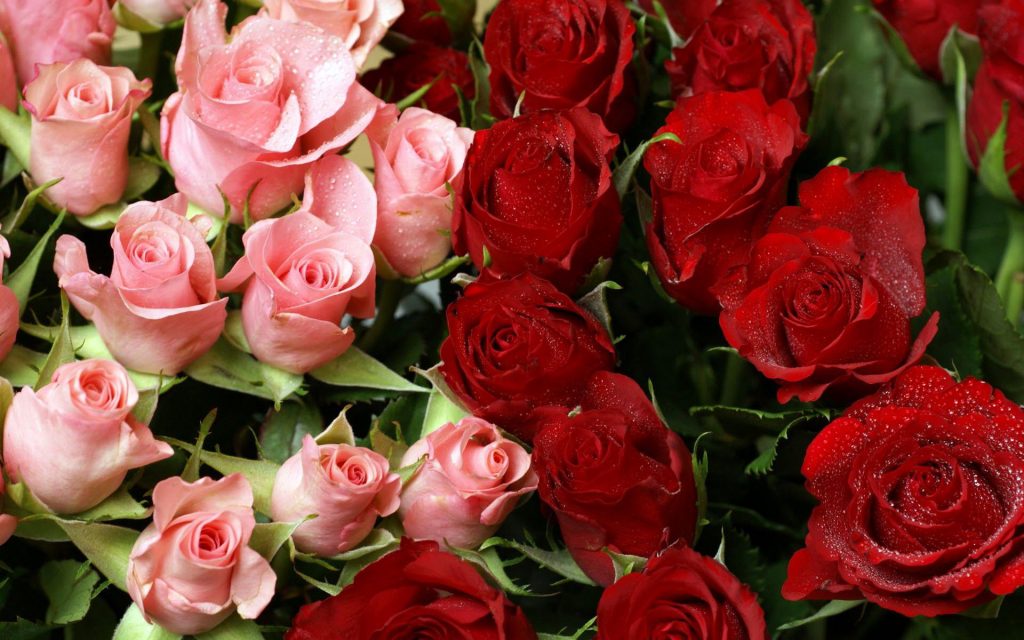 Lovely Pink Red Roses Bouquet Fhd Wallpaper