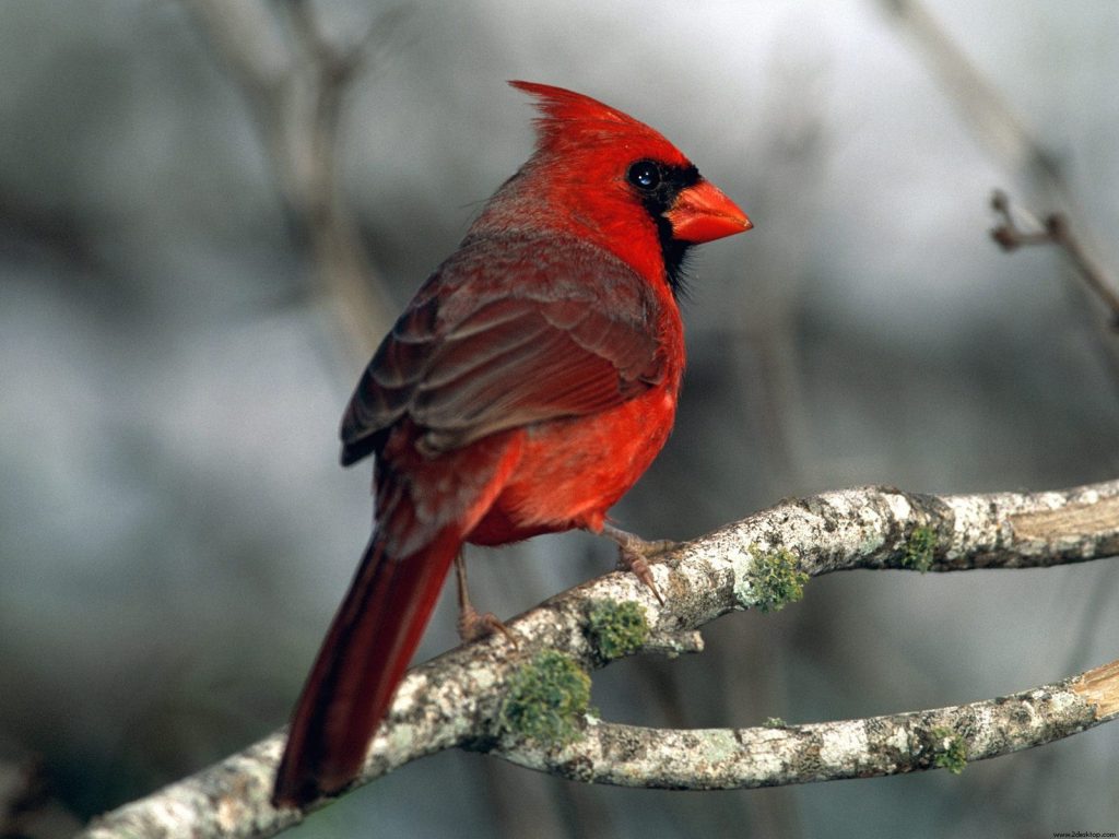 Lovely Red Cardinal Hd Wallpaper