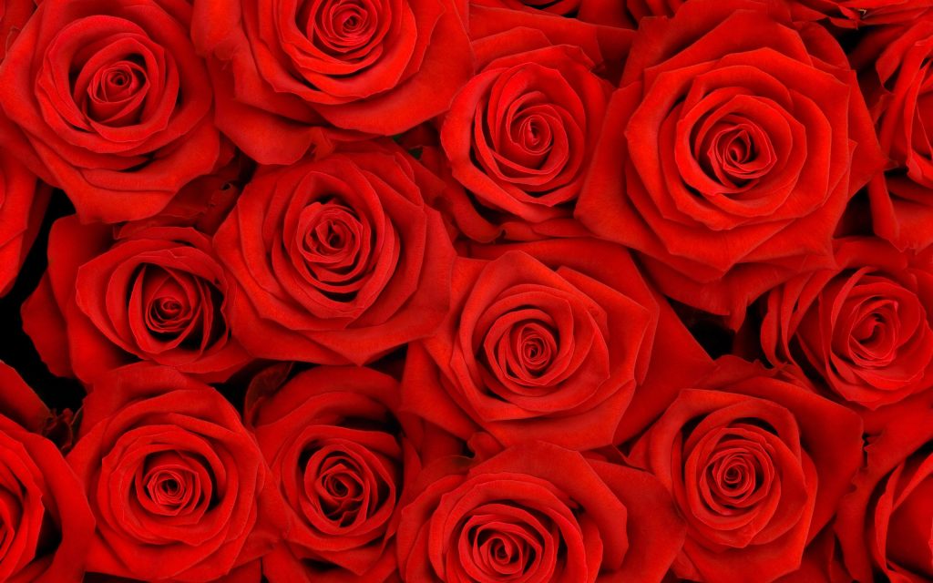Lovely Roses Hq Desktop Fhd Wallpaper