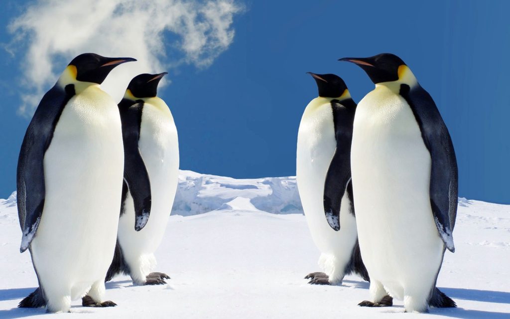 Majestic Penguins Fhd Wallpaper