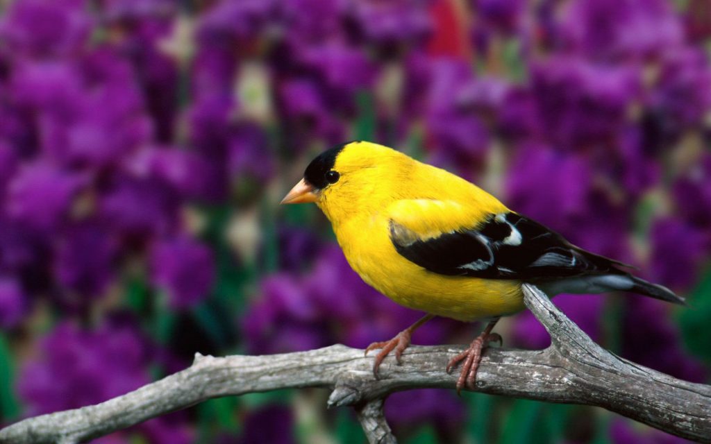 Male American Goldfinch Fhd Wallpaper