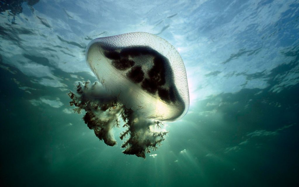 Mauve Stinger Jellyfish Australia Fhd Wallpaper