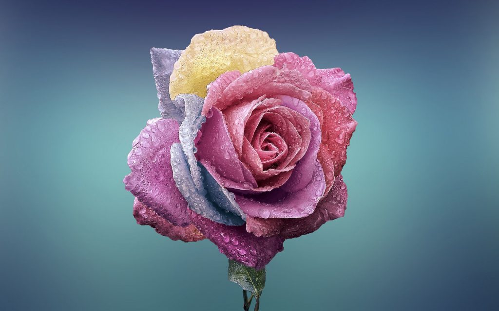 Multi Colour Dew Rose Fhd Wallpaper