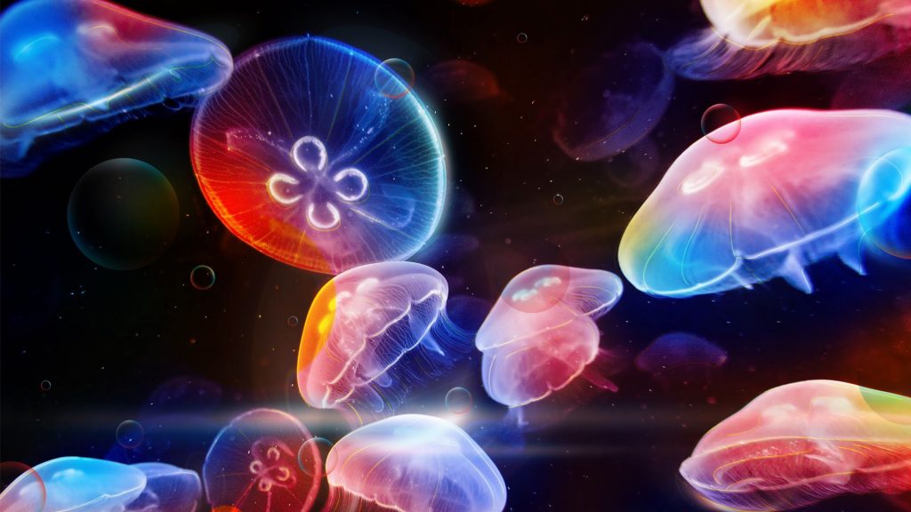 Multicolour Underwater Jellyfishes Fhd Wallpaper