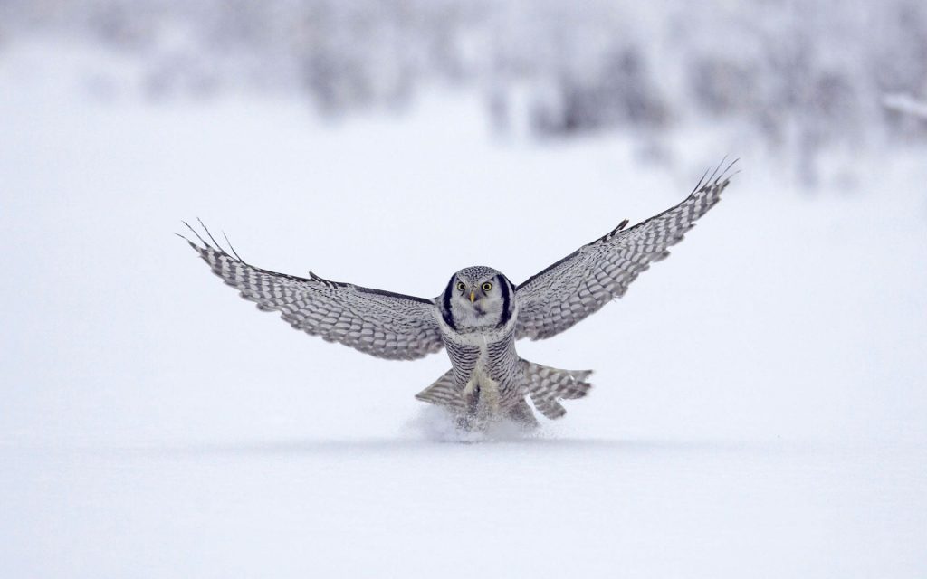 Northern Hawk Finland White Owl Fhd Wallpaper