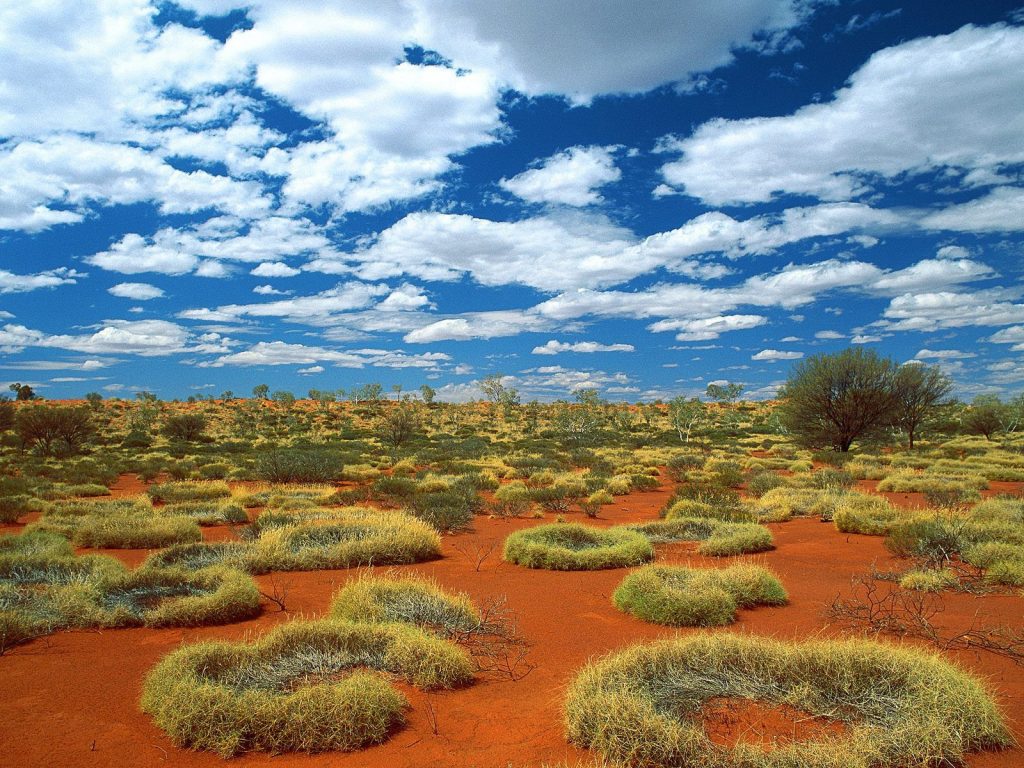 Old Spinifex Rings Little Sandy Desert Australia Fhd Wallpaper