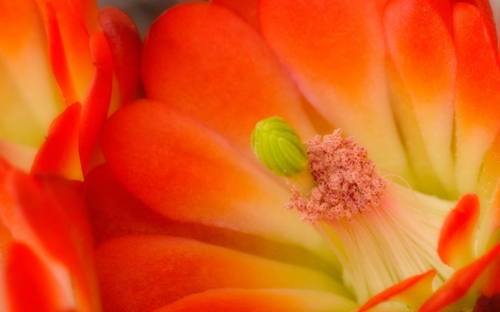 Orange Claret Cup Cactus Blossom Fhd Wallpaper