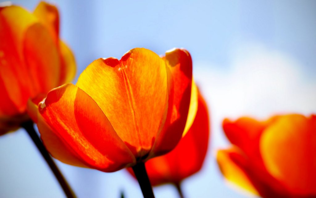 Orange Tulips Blossoms Fhd Wallpaper