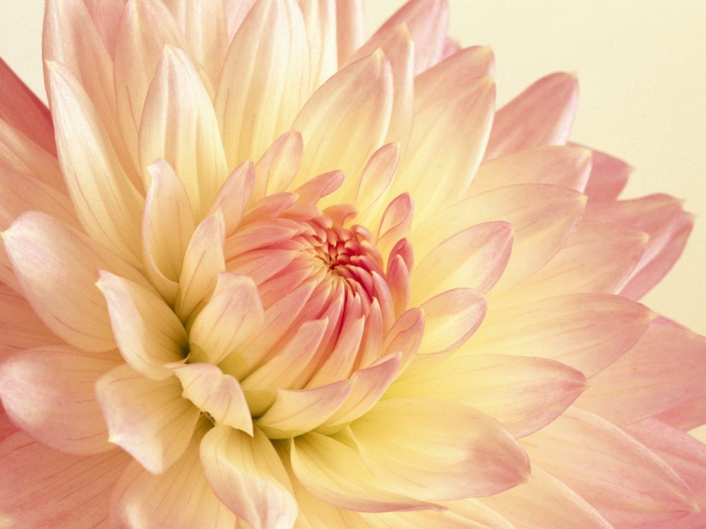 Pale Pink And Yellow Dahlia Hd Wallpaper