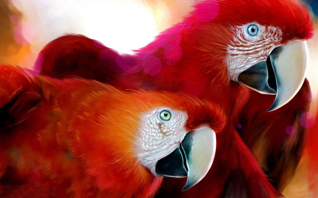 Parrots Widescreen Close Up Fhd Wallpaper
