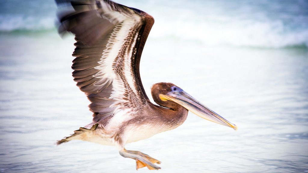 Pelican Water Bird Fly Fhd Wallpaper