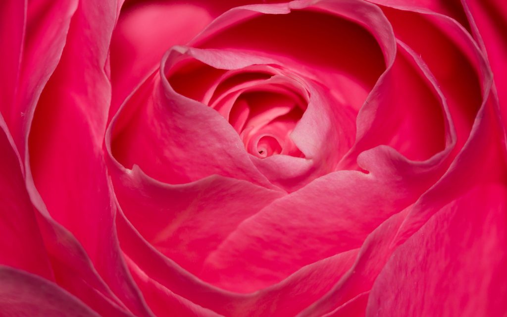 Perfect Pink Rose Fhd Wallpaper