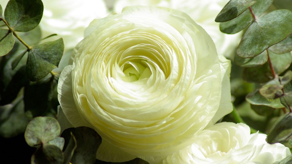 Persian Buttercup White Flower 4k Uhd Wallpaper