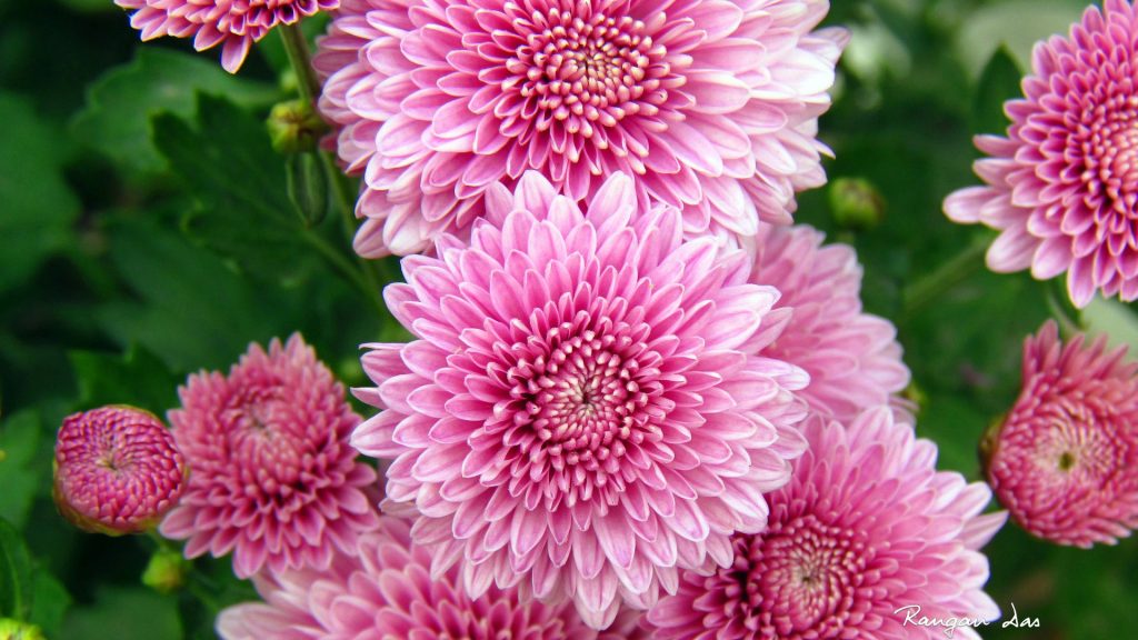 Pink Chrysanthemum Flowers Fhd Wallpaper