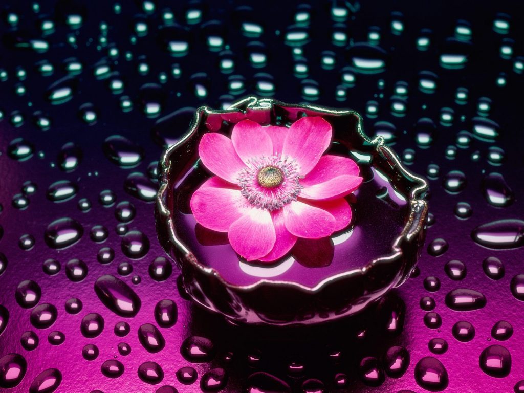 Pink Flower Droplets Hd Background Wallpaper