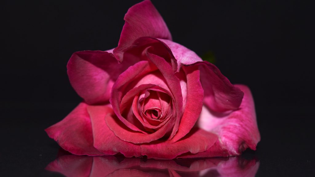 Pink Rose Reflects 5k Uhd Wallpaper