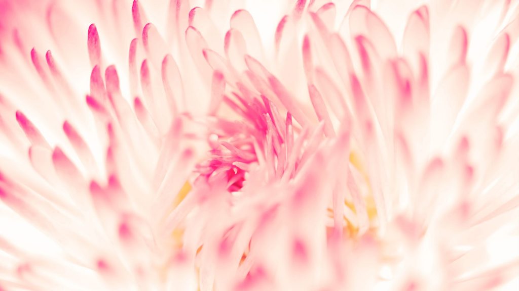 Pink Spring Daisy Flower Fhd Wallpaper