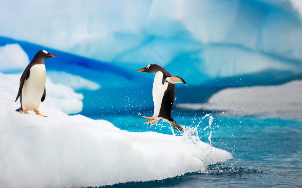Pretty Gentoo Penguins Antarctica Fhd Wallpaper
