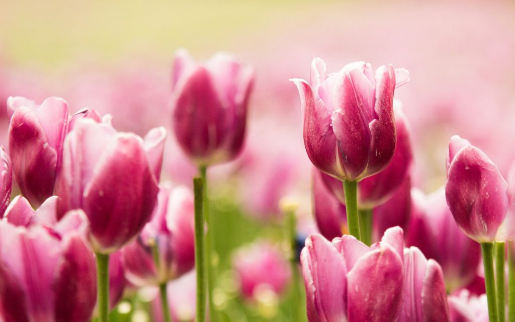 Pretty Pink Tulips Fhd Wallpaper