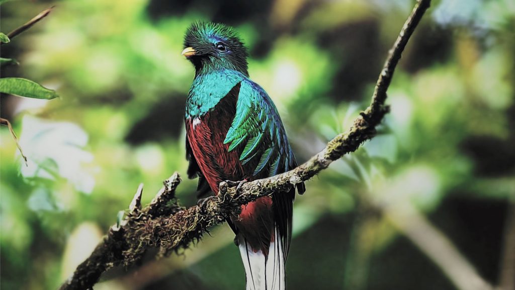 Pretty Quetzal Bird Fhd Wallpaper