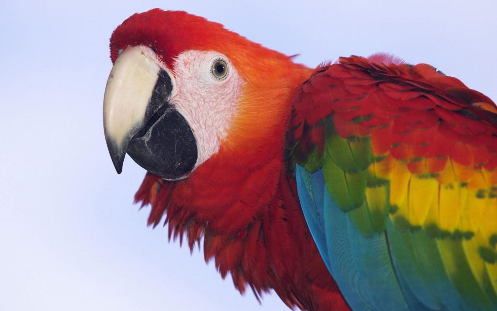 Profile Of A Scarlet Macaw Fhd Wallpaper