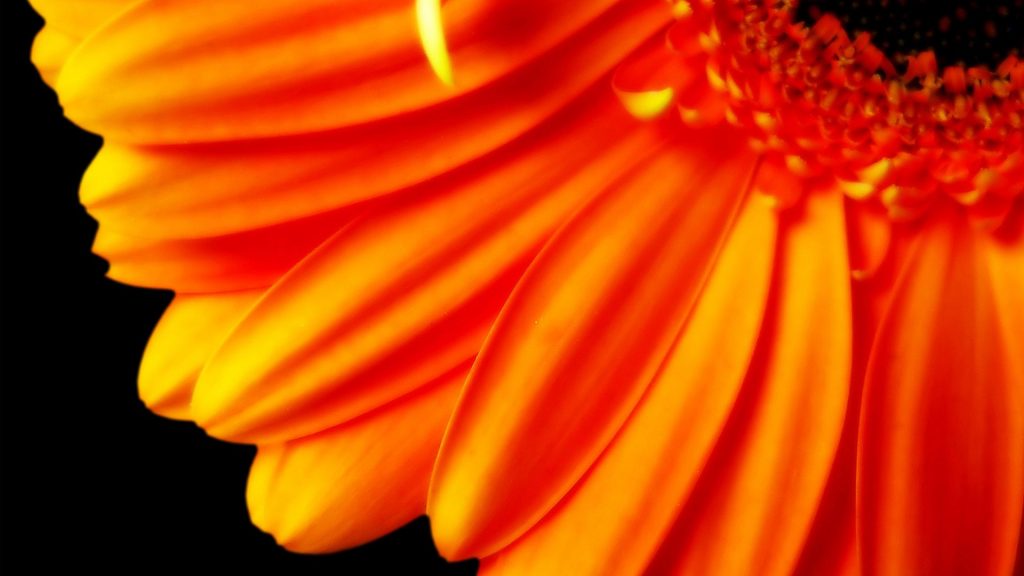 Pure Orange Flower Petals Fhd Wallpaper