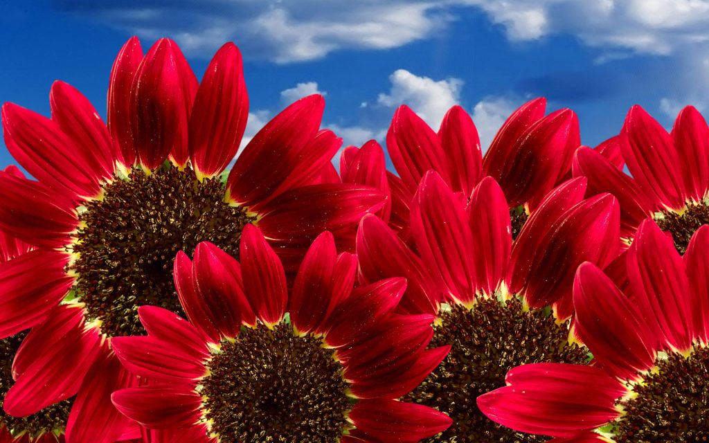 Pure Red Sunflowers Fhd Wallpaper