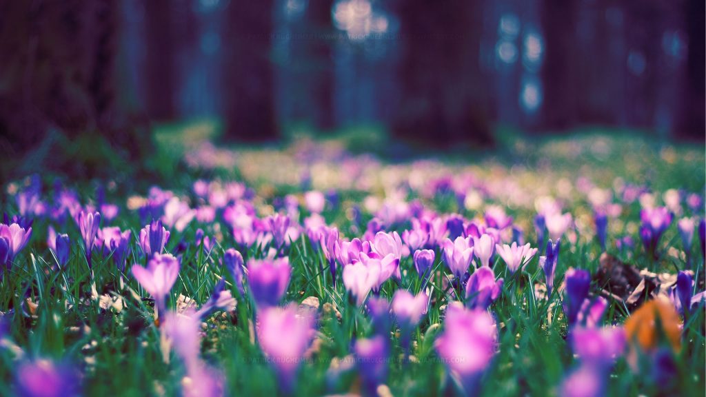 Purple Spring Flower Park Fhd Wallpaper
