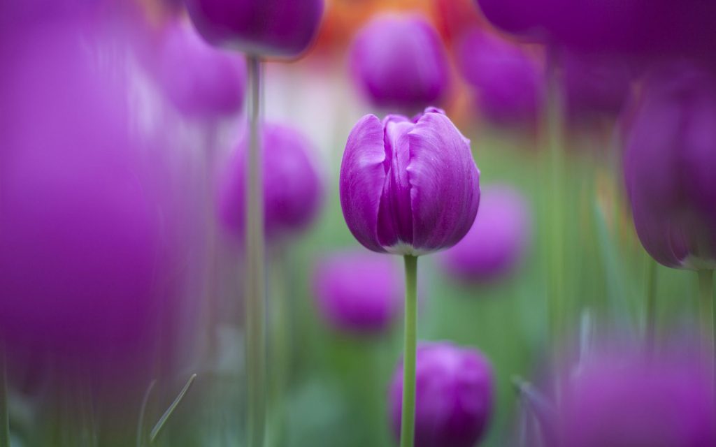 Purple Tulips Fhd Wallpaper