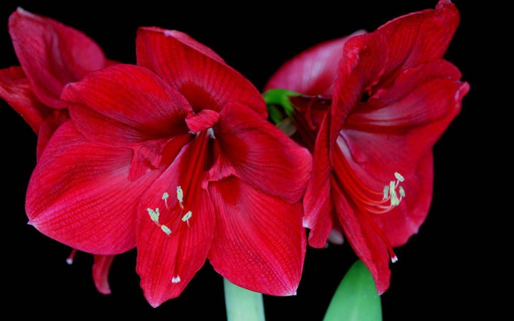 Red Amaryllis Blossoms Fhd Wallpaper