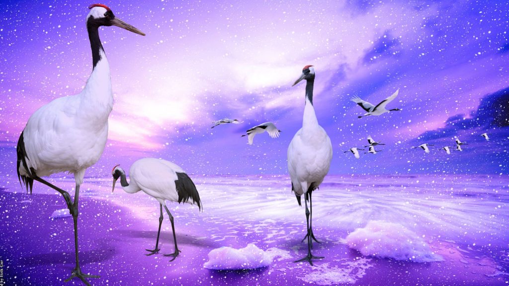 Red Crowned Cranes Japan Fhd Wallpaper