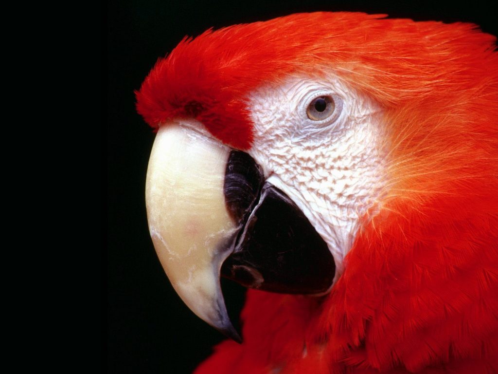 Red Cute Parrot High Resolution Hd Wallpaper