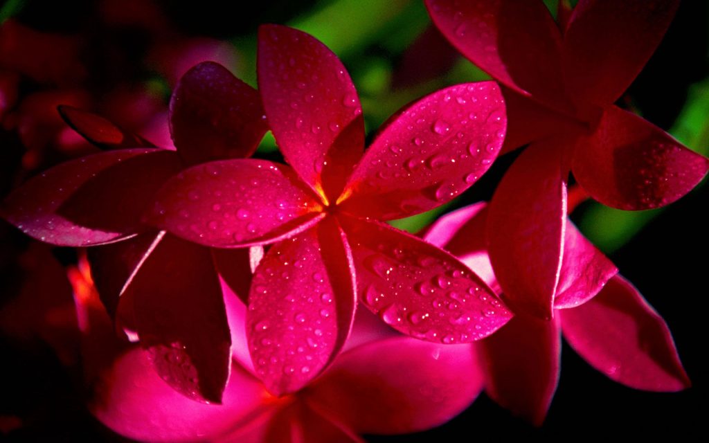 Red Plumeria Flowers With Dews Fhd Wallpaper