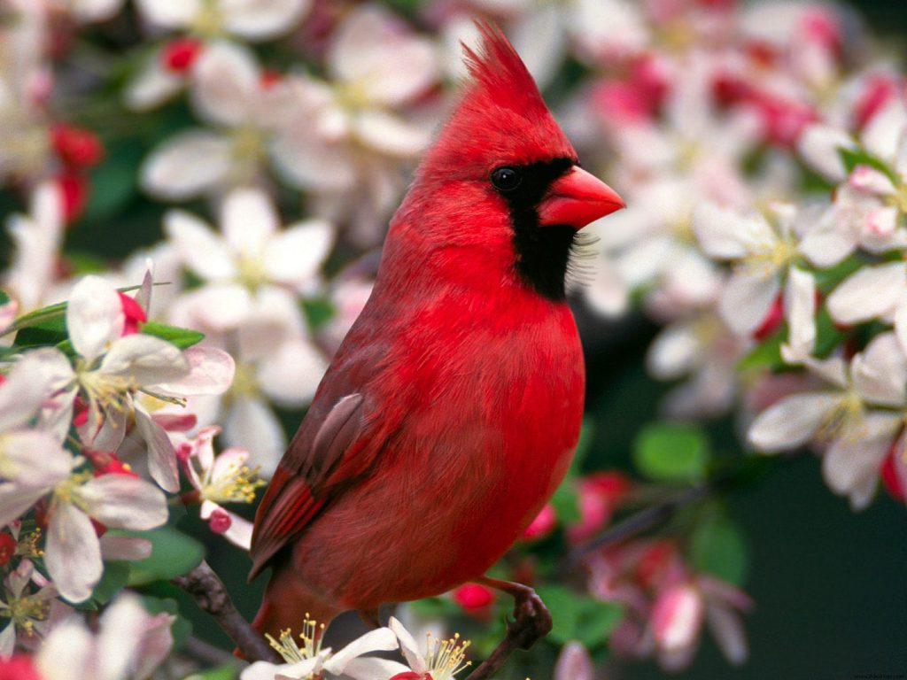 Red Pretty Northern Cardinal Hd Wallpaper