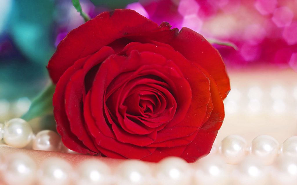 Red Rose For Love Proposal Fhd Wallpaper