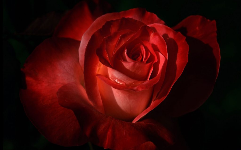 Red Rose With Dews Fhd Wallpaper
