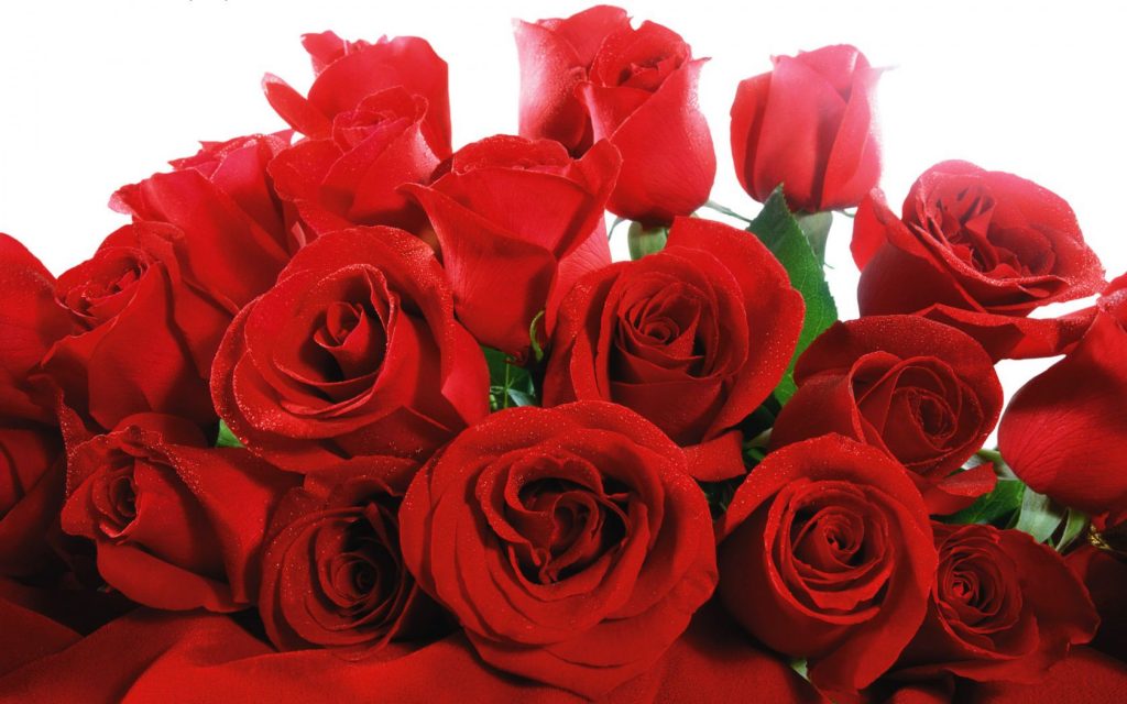 Red Valentine Roses Hd Wallpaper