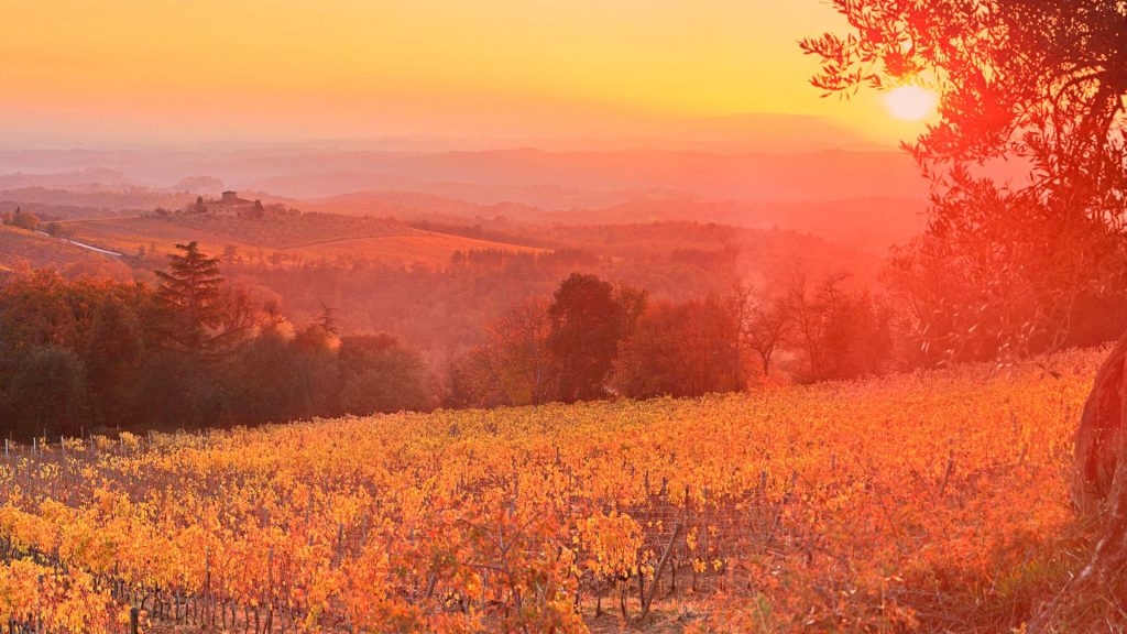 Red Vineyard Sunset Siena Tuscany Italy Fhd Wallpaper