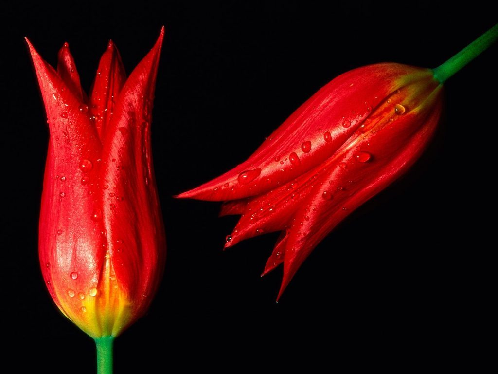 Red Wet Tulips Hd Wallpaper