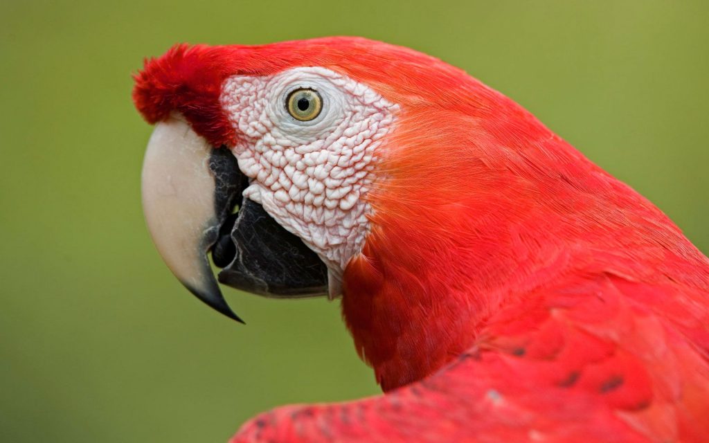 Scarlet Macaw Portrait Amazon Fhd Wallpaper
