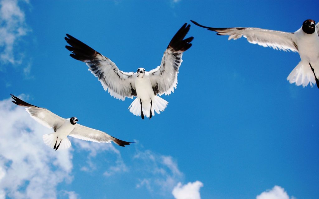 Seagulls Attack On Sky Fhd Wallpaper