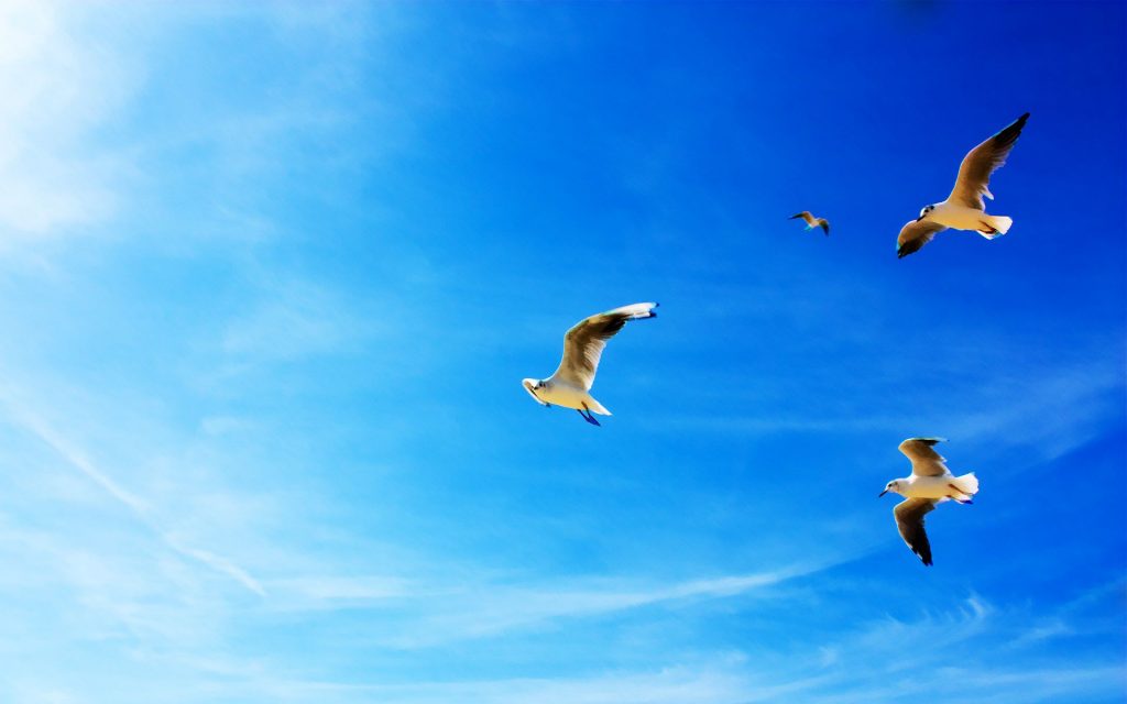Seagulls In Sky Fhd Wallpaper