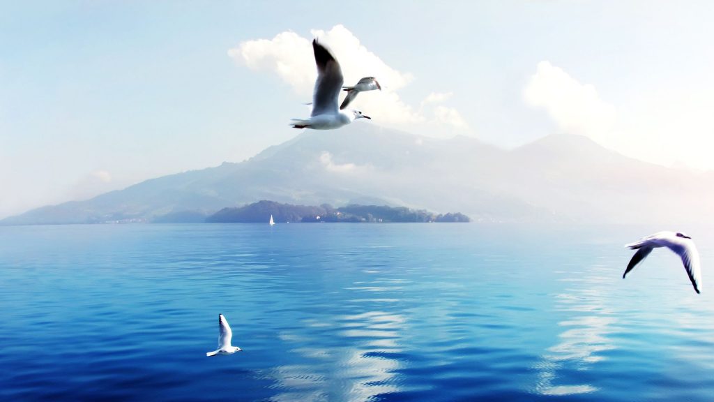 Seagulls In Switzerland Fhd Wallpaper